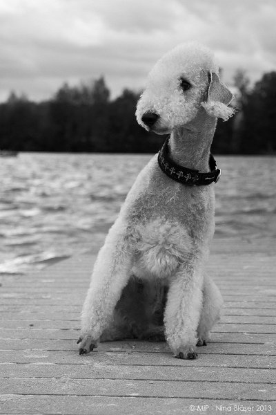 2013-11-03 Svet Meddo-1-3.jpg